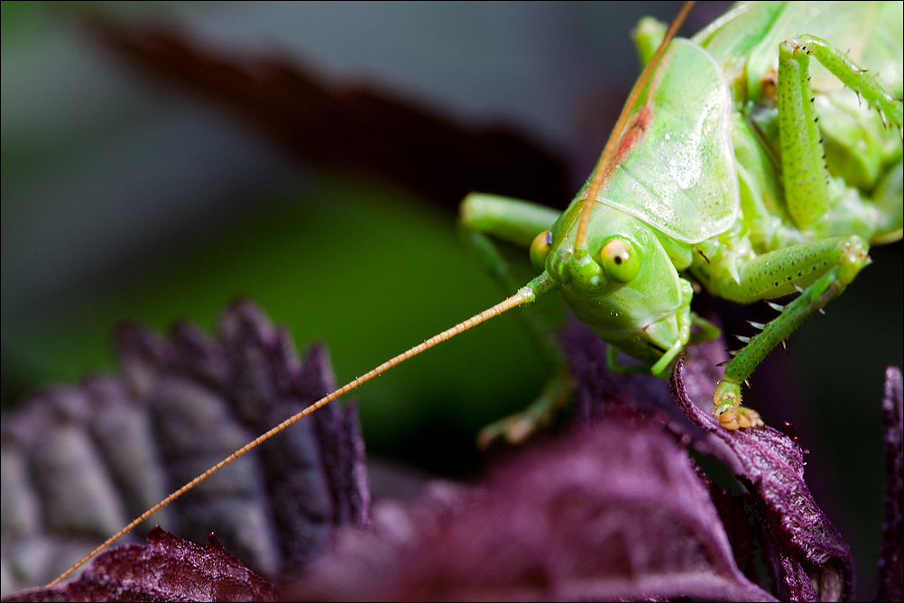 Grasshopper (2)