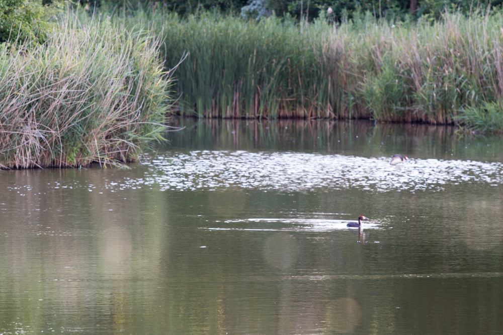 Great Crested Grebe (5)