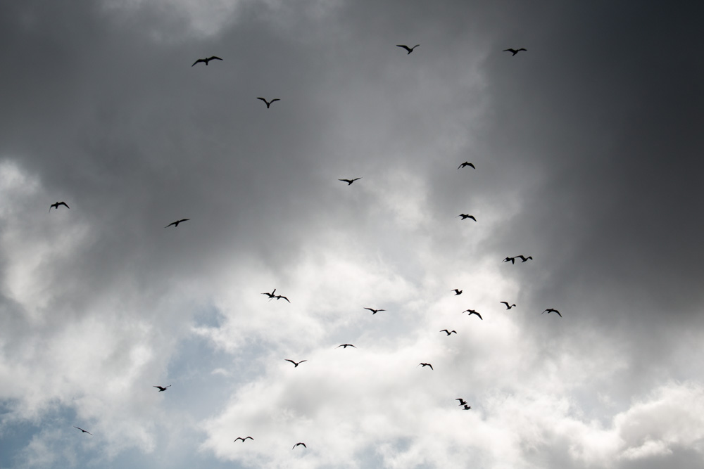 Gulls and Clouds