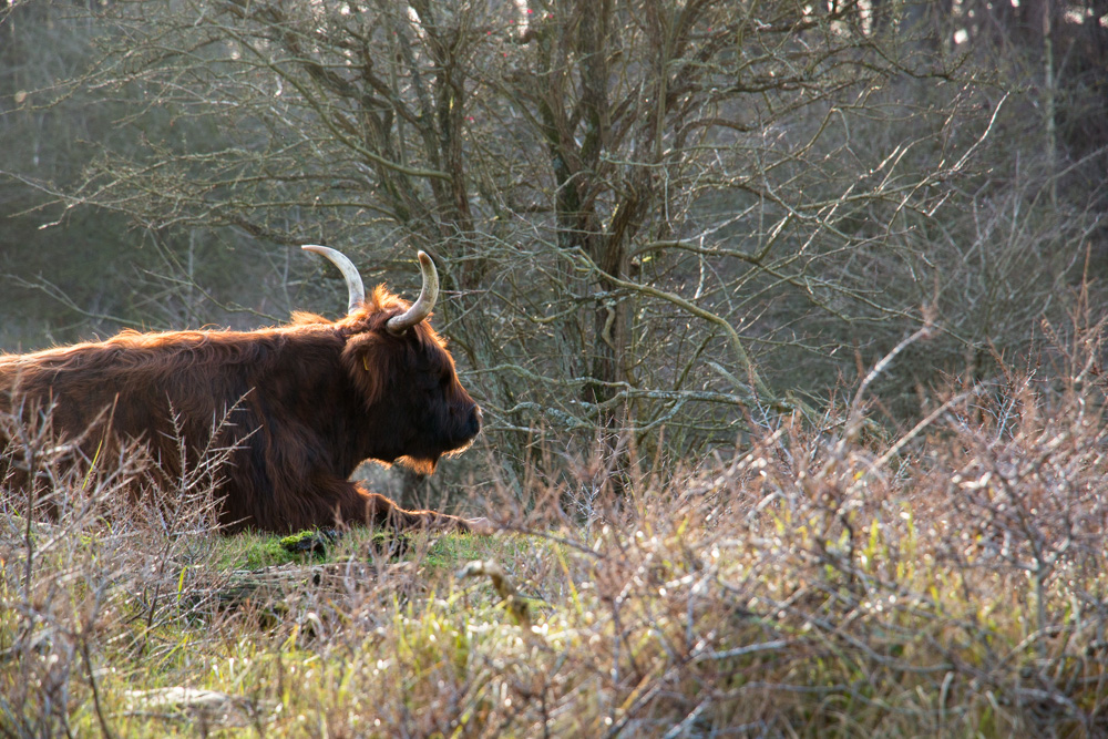 Highland Cow (8)