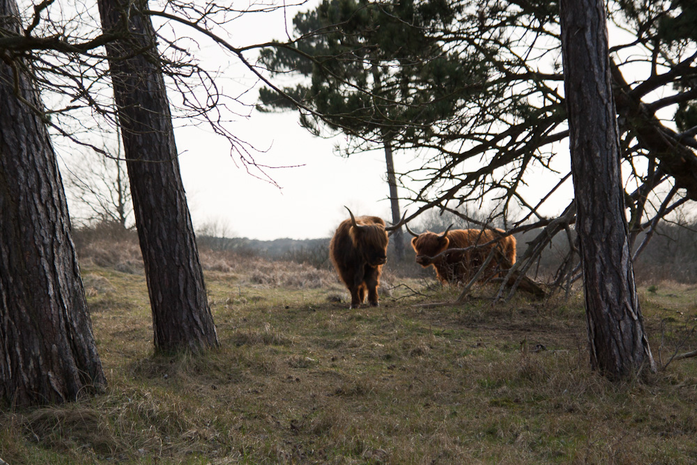 Highland Cows (2)