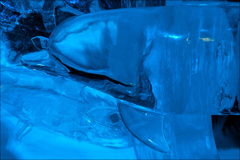 Ice Dolphin