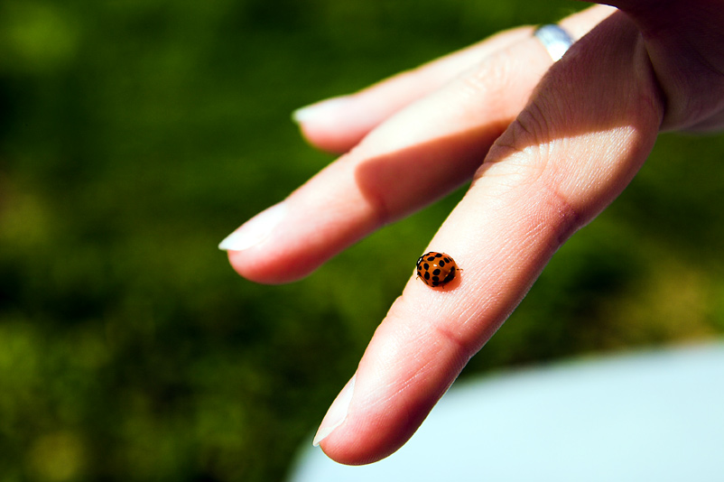 Lady with Ladybug