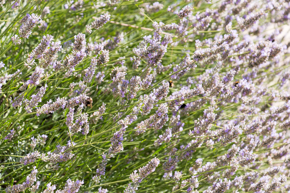 Lavender (4)