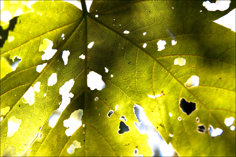 Leaf and Sunlight