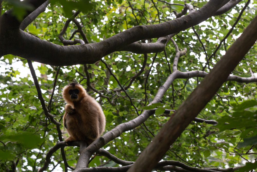 Lonely Gibbon