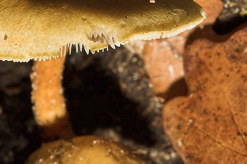 Mushroom Close-up
