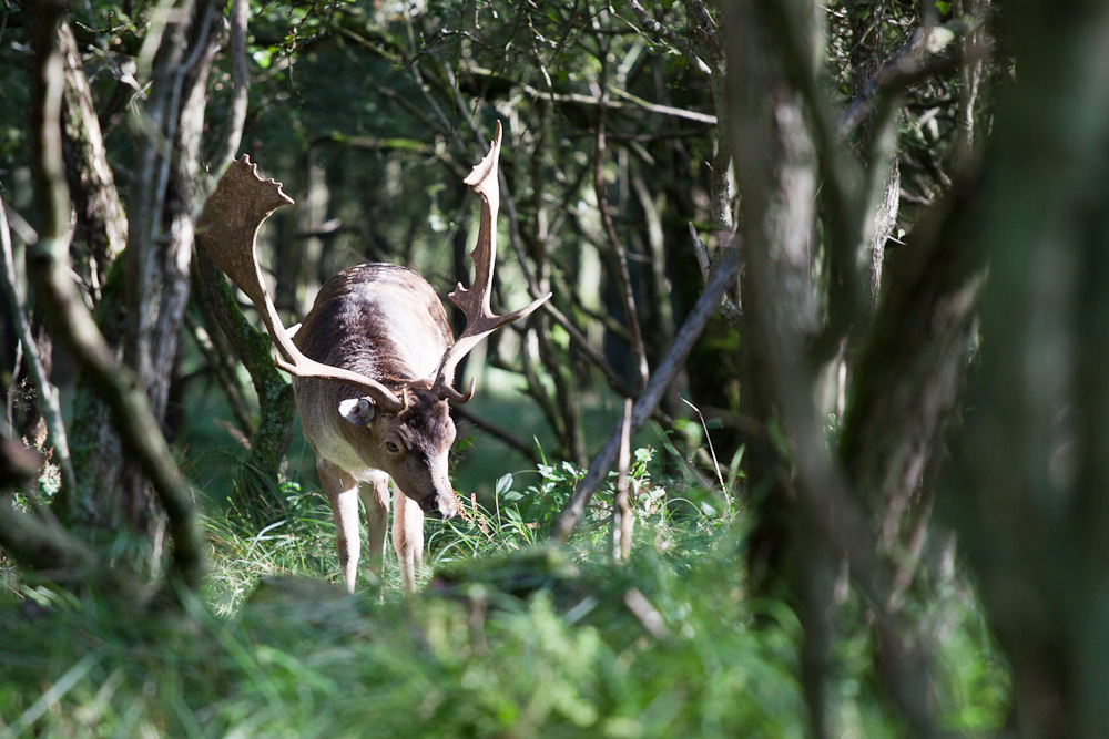 O, Deer (5)