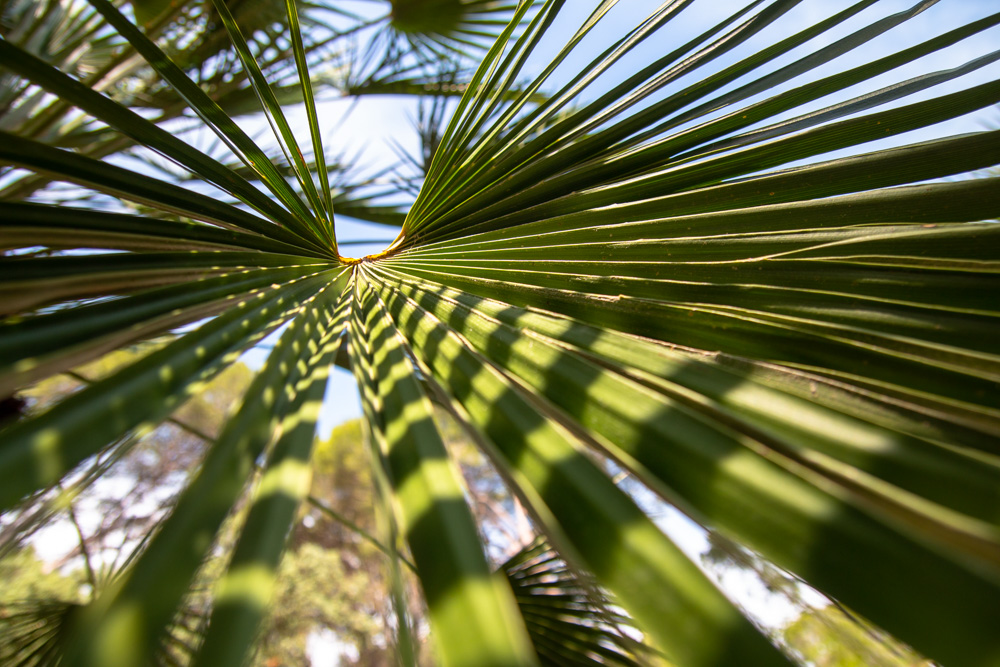 Palm Leaves (3)