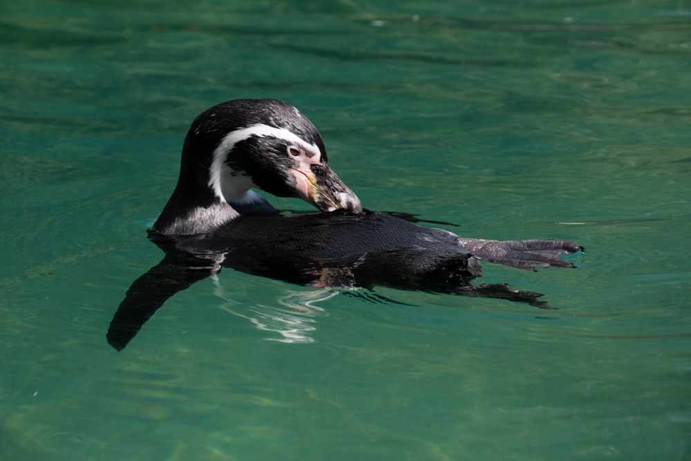 Penguin (2)