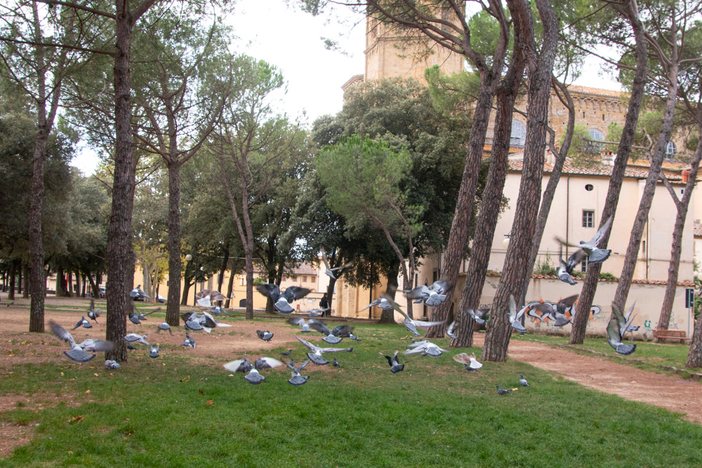 Pigeons (2)