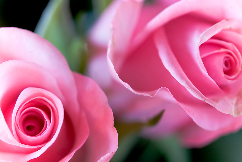 Pink Rose (2)