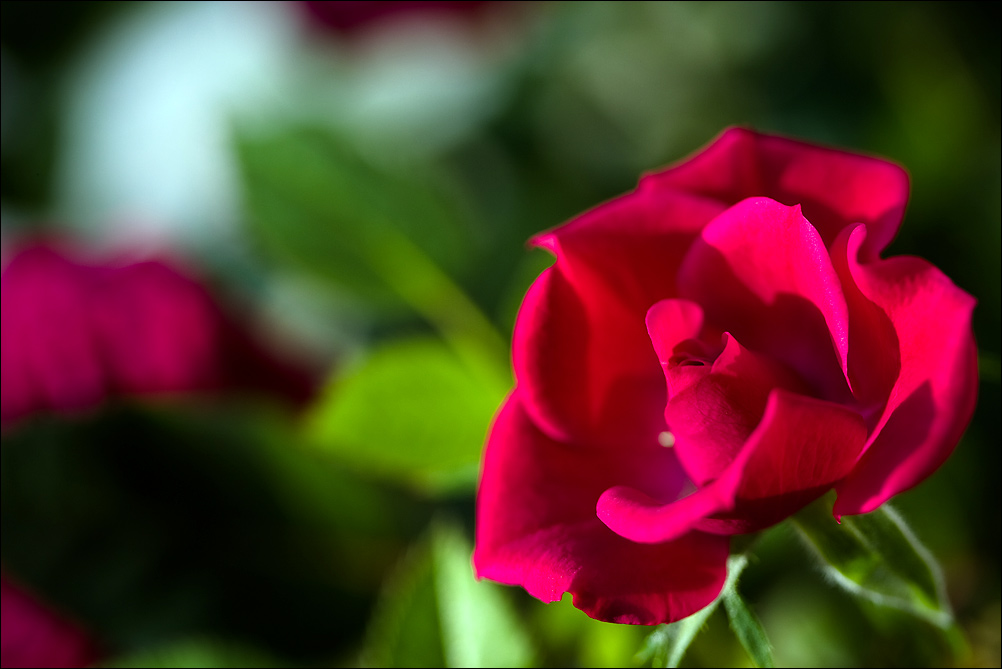 Red Rose (2)