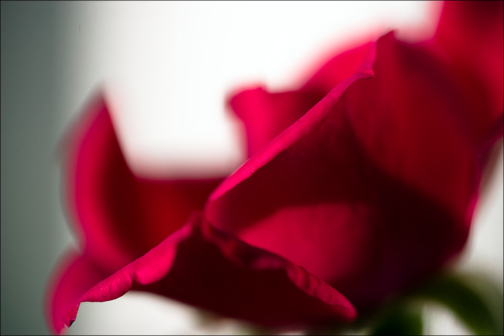 Red Rose (3)