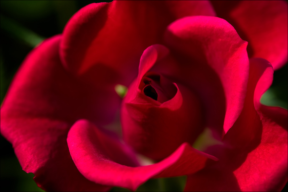 Red Rose (4)