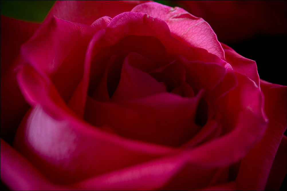 Red Rose (5)