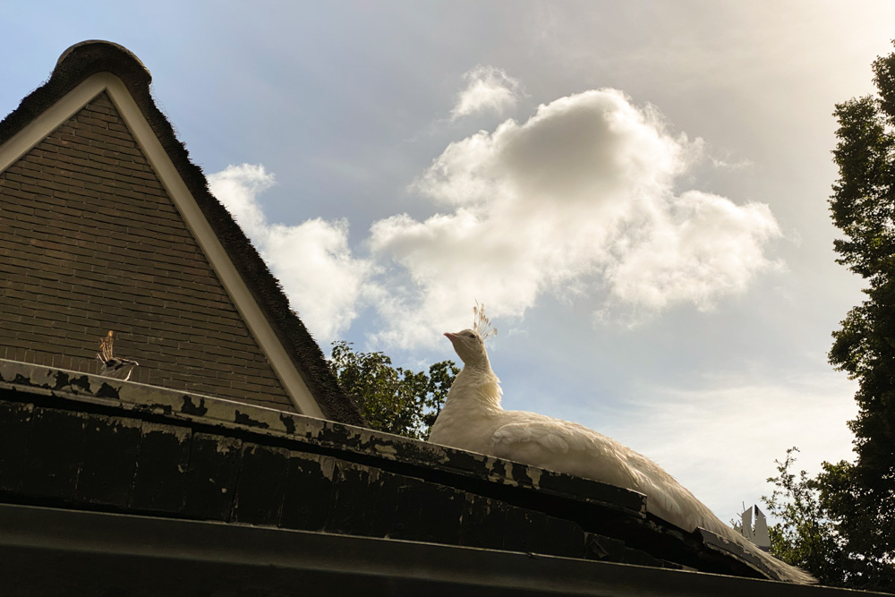 Roof Peacocks