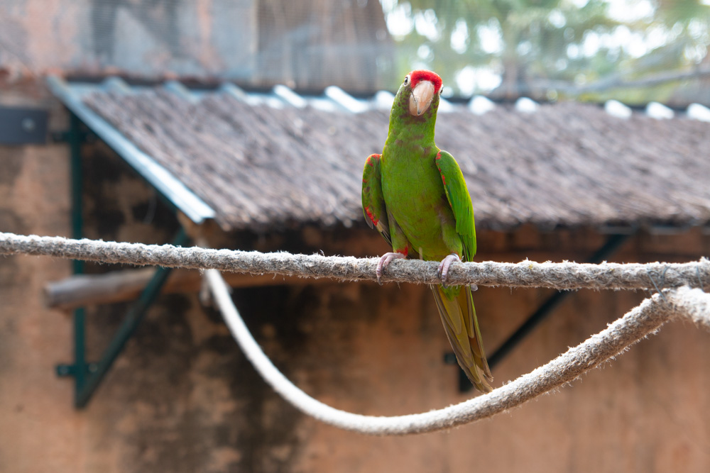 Scarlet-Fronted Parakeet