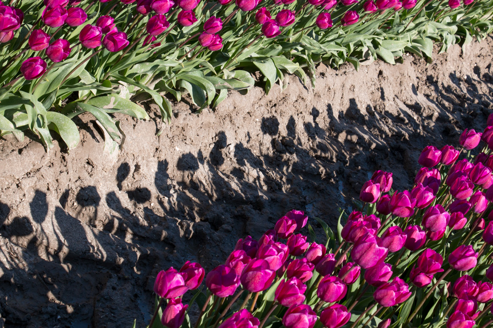 Shadow Tulips