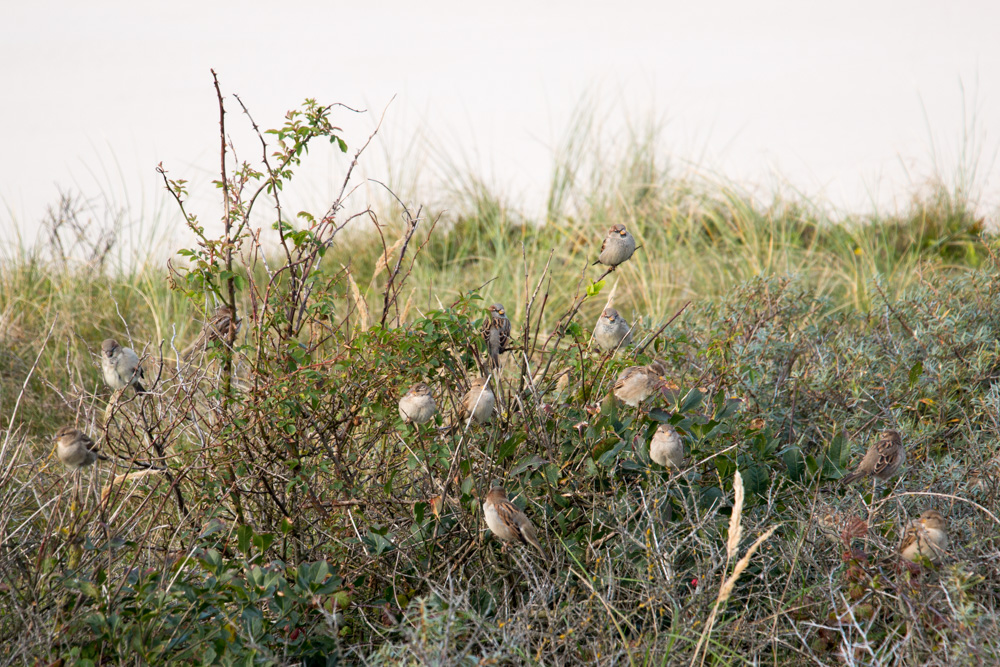 Sparrows (2)