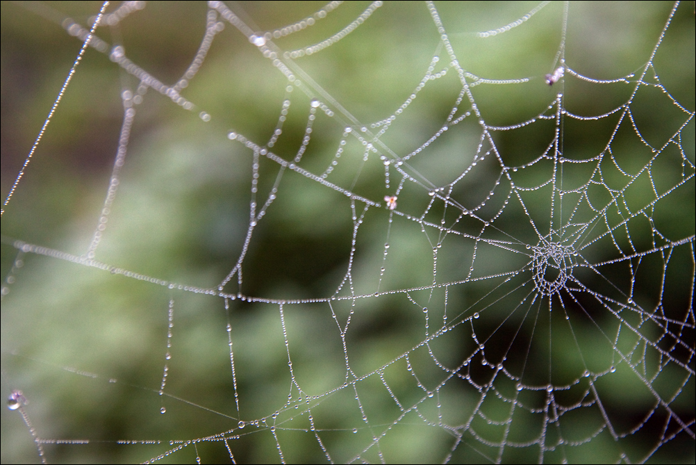 Spider Web (2)