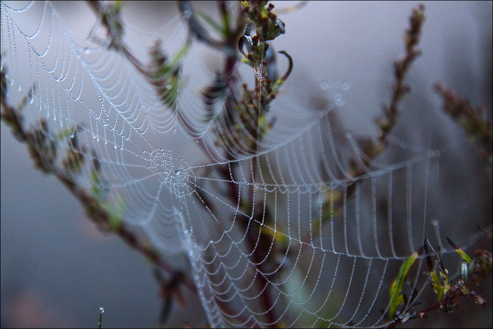 Spider Web (3)