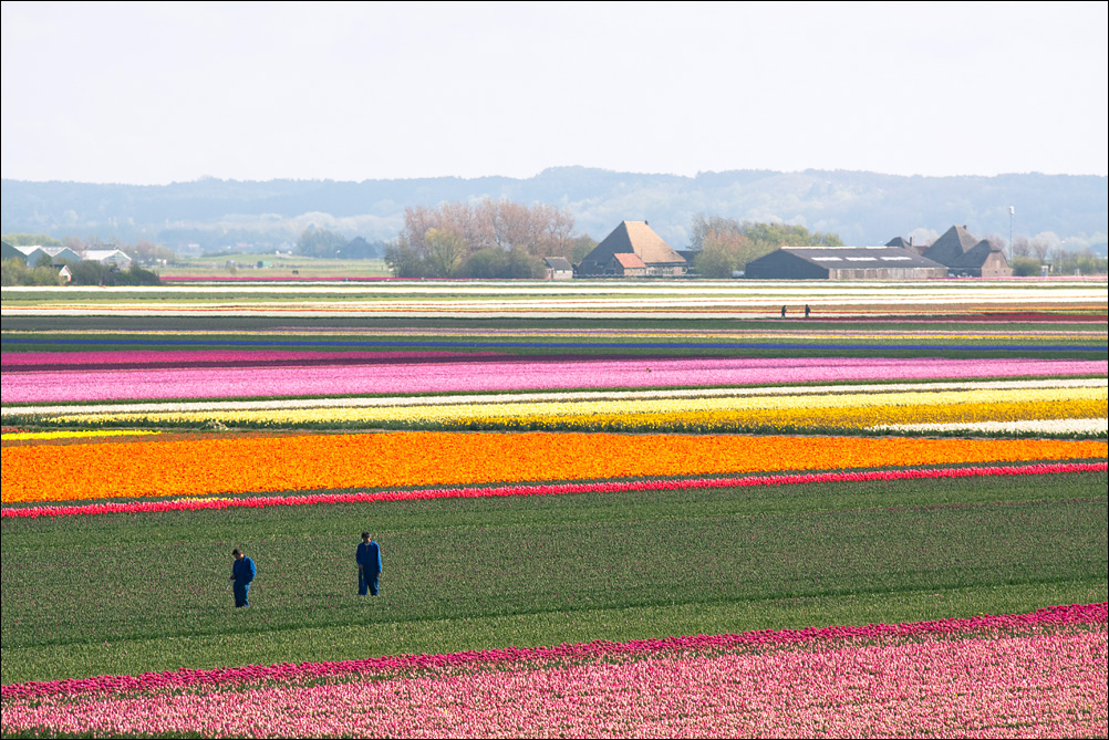 Tulip Fields (3)