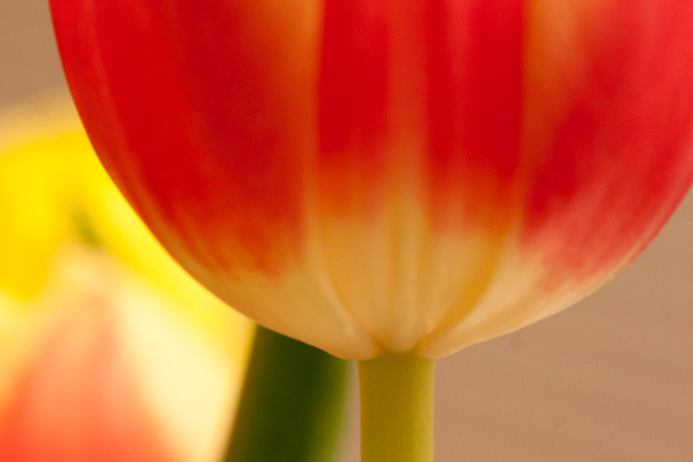 Tulips (10)
