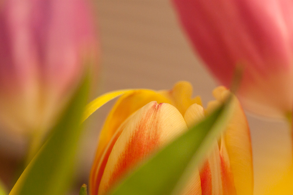 Tulips (8)