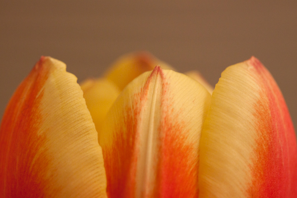Tulips (9)