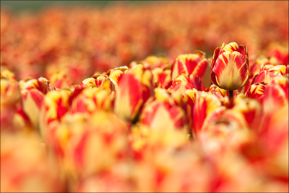 Tulips Galore (2)