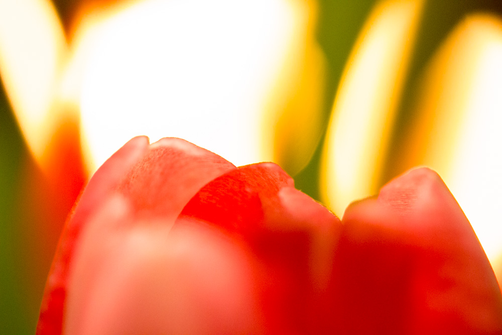 Tulips and Candles (2)