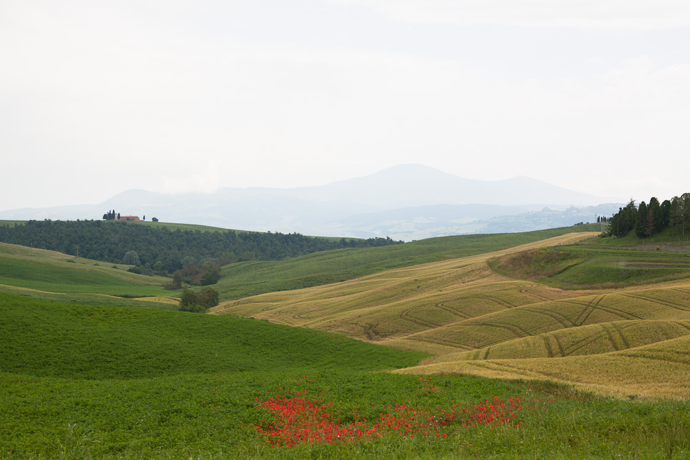 Tuscany (4)