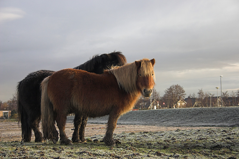 Two Ponies