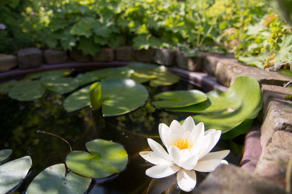 Water Lily (2)