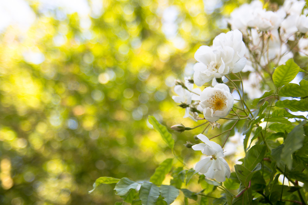 White Roses (2)