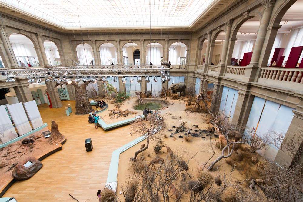 Zoologisches Museum