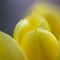 Yellow Tulips (2)