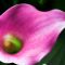 Arum Lily(07-05-2007)