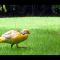 Pheasant(30-07-2007)