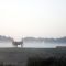 Cows in the Mist(13-09-2006)