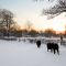 Cows in the Snow