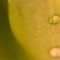 Droplets (2)