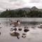 English Canada Geese(30-06-2012)