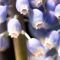 Grape Hyacinth (2)