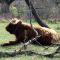 Highland Cow (5)(11-04-2012)