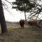 Highland Cows (2)(30-04-2013)