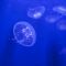 Jellyfish (2)(25-02-2013)