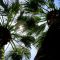 Palm Trees(05-05-2008)
