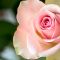 Pink Rose (3)(30-04-2016)